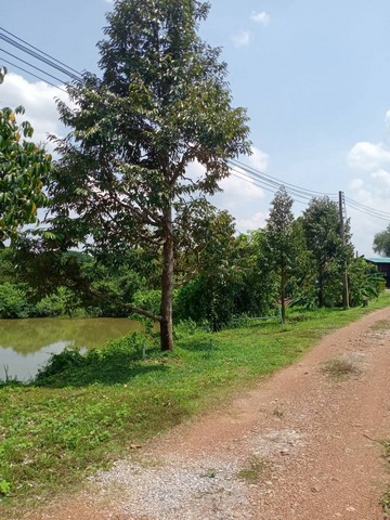 ขายที่ดินสวนทุเรียนจังหวัดแพร่-น้ำไม่เคยท่วม เหมาะเป็นพักอาศัย ทำสวน