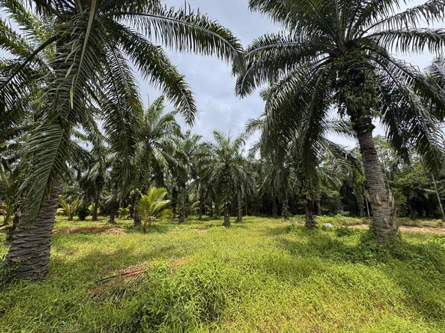 ขายที่ดินสวนปาล์ม และทุเรียน อำเภอหลังสวน จังหวัดชุมพร เนื้อที่ 10 ไร่ 98 ตารางวา