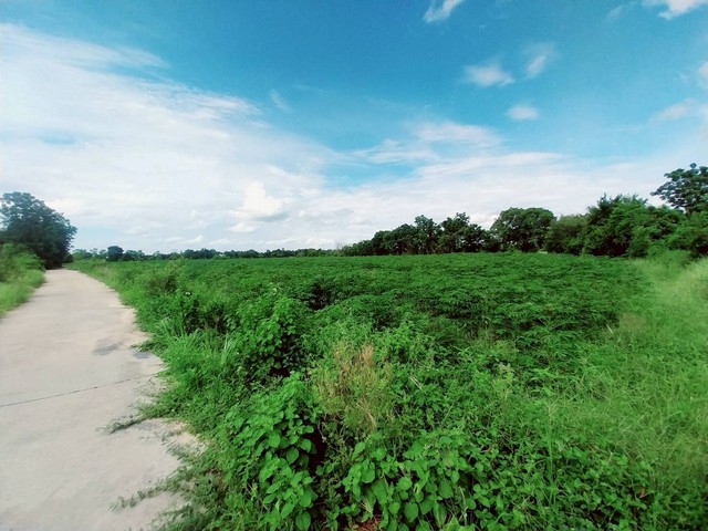 ขายที่ดินเปล่า วิวเขา 53-1-55  ไร่  วังม้า  ลาดยาว นครสวรรค์   ZK526