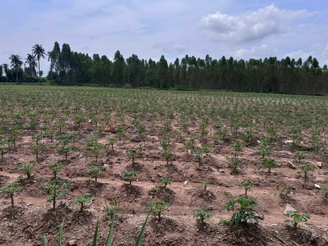 ขายที่ดินศรีราชาชลบุรี ขายที่ดินเนื้อที่ 12-3-69 ไร่ พื้นที่สีเหลือง