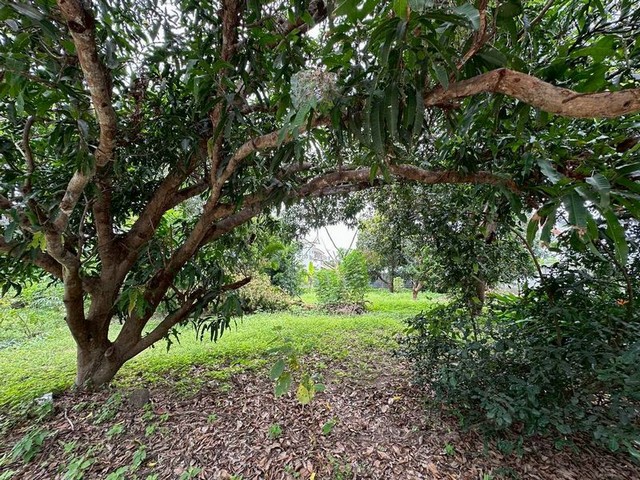 ขายที่ดินแปลงสวย ใจกลางเมืองศรีราชา เส้นอัสสัมชัญ เลียบทางรถไฟ TP-L1560